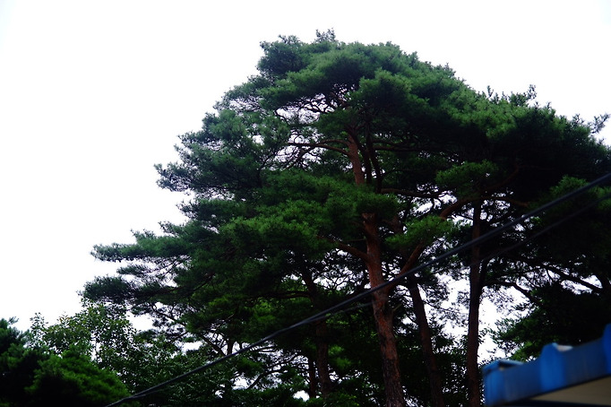 소나무 이미지